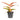 Aglaonema Salmon Fantasy - Chinese Evergreen