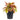 Aglaonema Salmon Fantasy - Chinese Evergreen