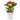 Anthurium - Flamingo Flower - Orange Champion