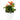 Anthurium - Flamingo Flower - Orange Champion