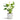 Anthurium - Flamingo Flower - White Champion