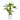 Anthurium - Flamingo Flower - White Champion
