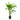 Areca triandra - Wild Areca Palm