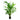 Areca triandra - Wild Areca Palm
