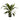 Aspidistra - Cast Iron - Potted - Artificial