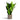 Aspidistra - Cast Iron - Potted - Artificial