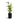 Bouvy Natural Planter - XL Plant Display