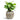 Calathea concinna Freddie - Prayer Plant