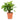 Calathea concinna Freddie - Prayer Plant