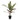 Calathea lancifolia Bush - Potted - Artificial
