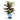 Calathea roseopicta Bush - Potted - Artificial