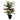 Calathea roseopicta Bush - Potted - Artificial