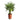 Chamaerops humilis Compacta - Mediterranean Fan Palm