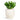 Crassula ovata Horn Tree