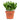 Crassula ovata Horn Tree