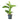 Dieffenbachia Reeva - Dumb Cane