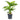 Dieffenbachia Reeva - Dumb Cane