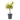 Dracaena reflexa Song of India