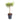 Dracaena reflexa Song of India