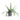 Epiphyllum - Fishbone Cactus - Potted - Artificial