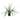 Epiphyllum - Fishbone Cactus - Potted - Artificial