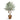 Olive Botanic Tree - Potted - Artificial