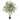 Eucalyptus Botanic Tree - Potted - Artificial
