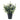 Eucalyptus Bush - Potted - Artificial