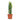 Euphorbia trigona - African Milk Tree