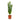 Euphorbia trigona - African Milk Tree