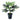 Fatsia - Japanese Aralia - Potted - Artificial
