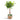 Ficus cyathistipula - African Fig - Twisted Stem