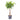 Ficus cyathistipula - African Fig - Twisted Stem