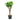 Ficus lyrata - Fiddle Leaf Fig - Branched