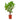 Ficus lyrata - Fiddle Leaf Fig - Branched