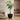 Jesslyn Natural Planter - Large Plant Display