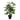 Monstera - Bushy Swiss Cheese Plant - Potted - Artificial