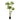 Polyscias Roble Tree - Potted - Artificial
