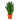 Sansevieria trifasciata Black Diamond - Snake Plant