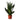 Sansevieria trifasciata Black Diamond - Snake Plant