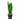 Sansevieria trifasciata Silver Mist - Snake Plant