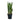 Sansevieria trifasciata Silver Mist - Snake Plant