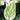 Scindapsus Bush - Green White - Potted - Artificial