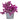 Tradescantia zebrina - Pink Paradise