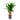 Yucca - Branched - HydroCare