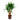 Yucca - Branched - HydroCare
