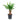Yucca elephantipes - Spineless Yucca - Branched