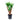 Yucca elephantipes - Spineless Yucca - Branched